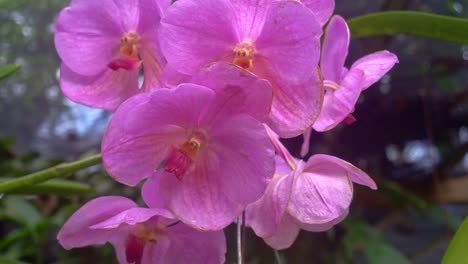 disparo de cerca de un montón de flores rosadas en plena floración en un jardín en un día soleado