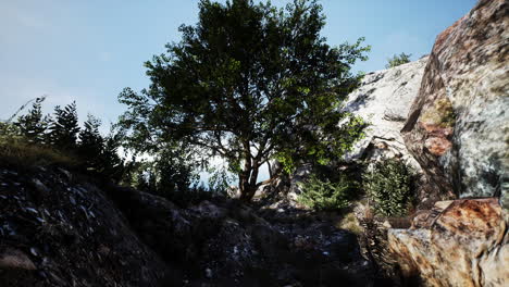 Großer-Baum,-Der-Auf-Felsen-Oben-Auf-Dem-Berg-Wächst