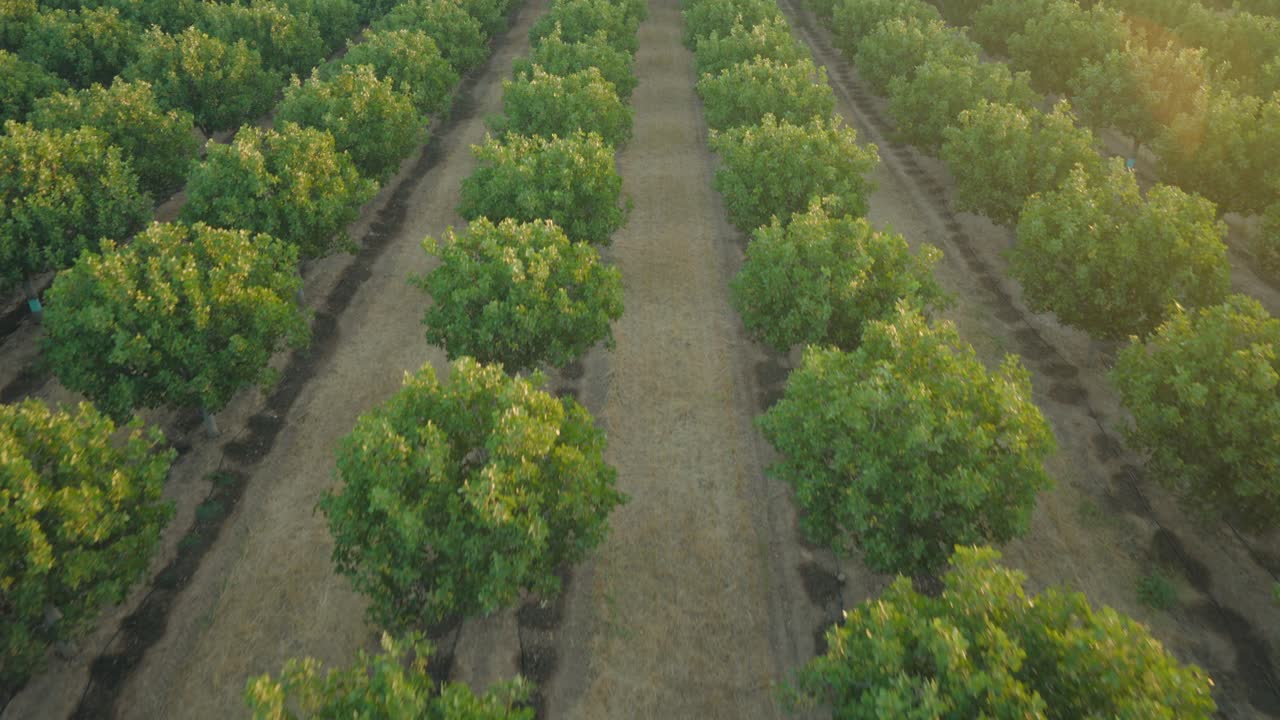 Aerial pistachio tree shot in California
