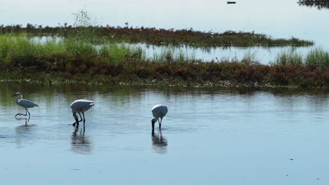 pájaros de espátula real vadeando en aguas poco profundas del lago y buscando presas