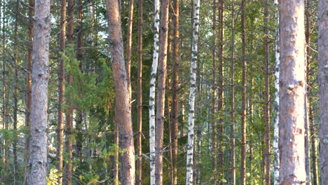 textura diferente de los árboles como cámara rodante a través de un espeso bosque de pinos en verano
