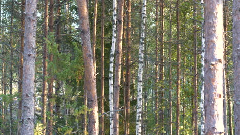 differing texture of trees as camera dolly’s across thick pine forest in summer