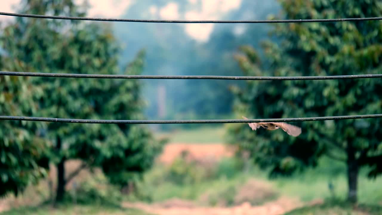 케이블 위에 앉아 있는 새, 비둘기