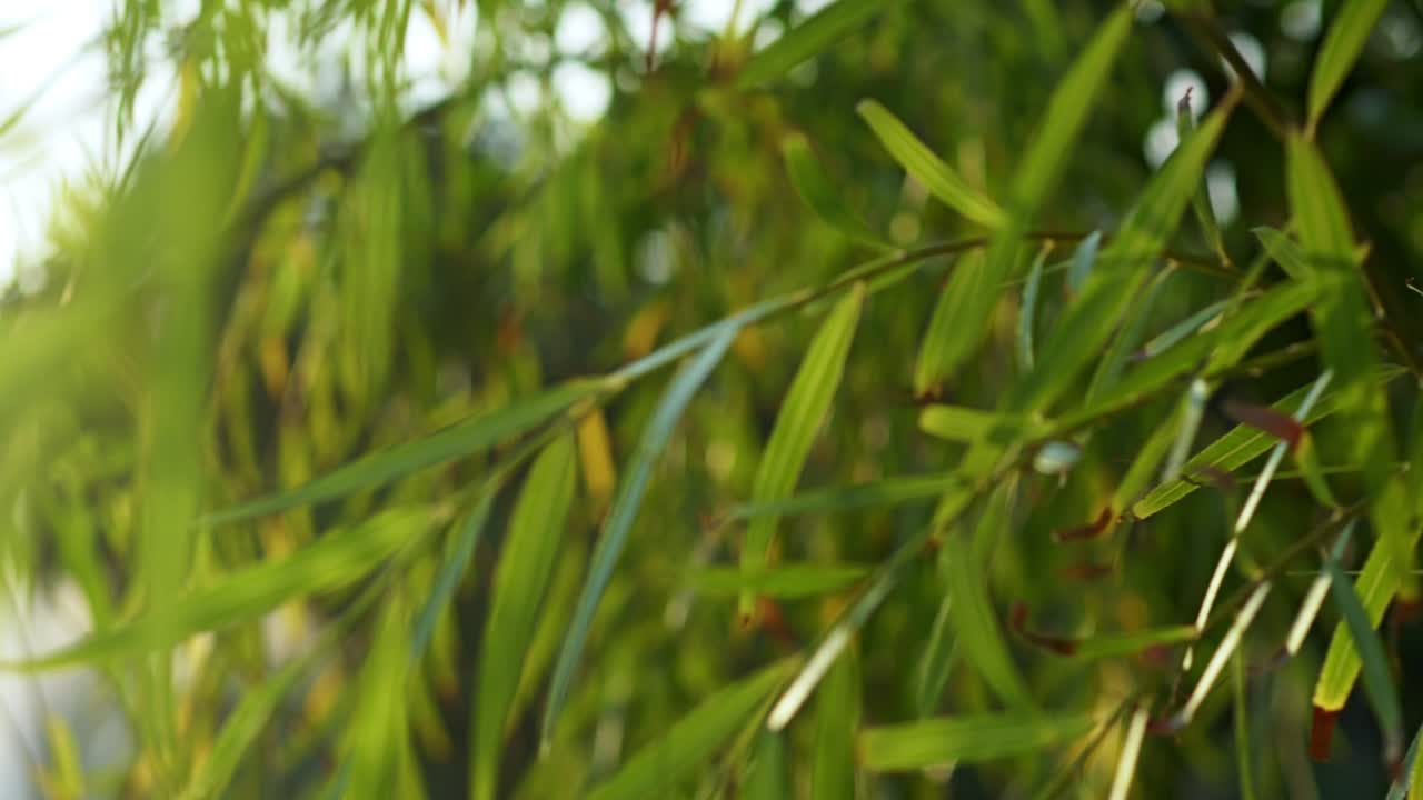 A soothing view of bamboo leaves swaying gently in breeze highlighting nature's beauty