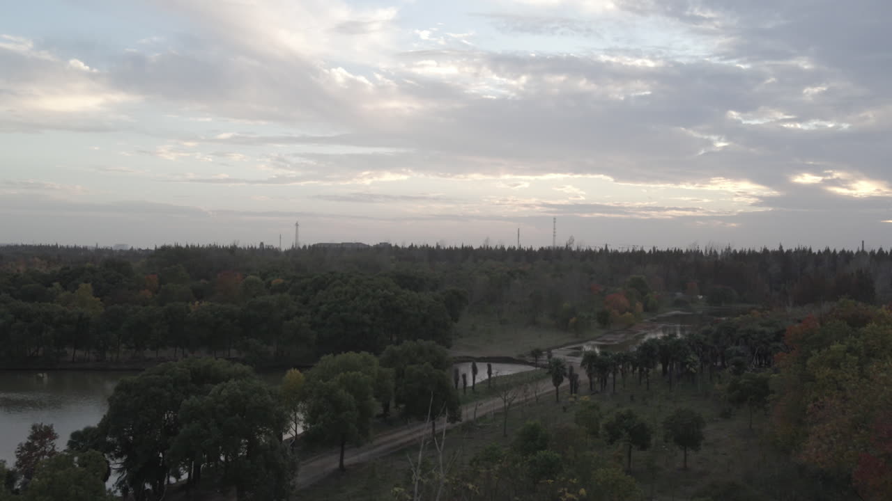 Forest park summer view. Aerial.