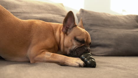 Small-brown-French-Bulldog-spiting-out-and-licking-his-black-toy-on-a-sofa-inside-the-house-on-a-sunny-day