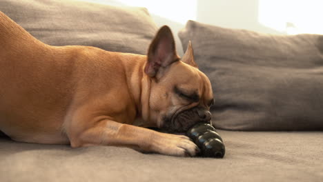 Pequeño-Bulldog-Francés-Marrón-Escupiendo-Y-Lamiendo-Su-Juguete-Negro-En-Un-Sofá-Dentro-De-La-Casa-En-Un-Día-Soleado