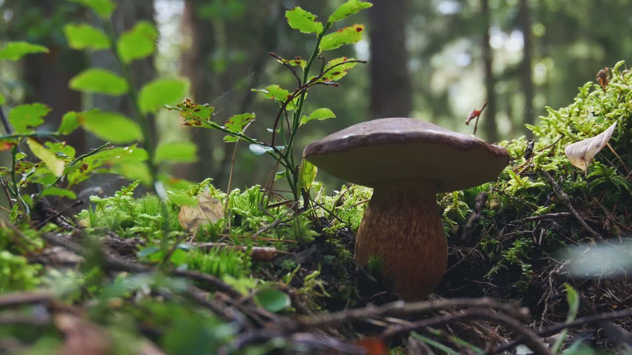 Edible Mushroom In Green Forest Moss