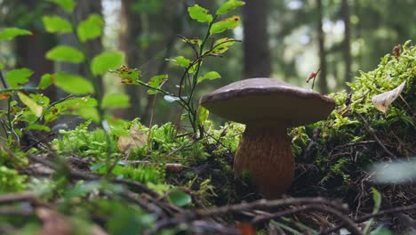 edible mushroom in green forest moss