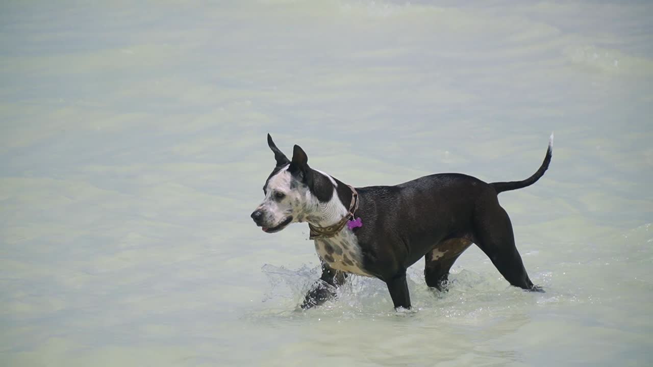 검은색과 색의 색의 개가 해변에서 크리스탈 은 물에서 즐겁게 놀고 있습니다.