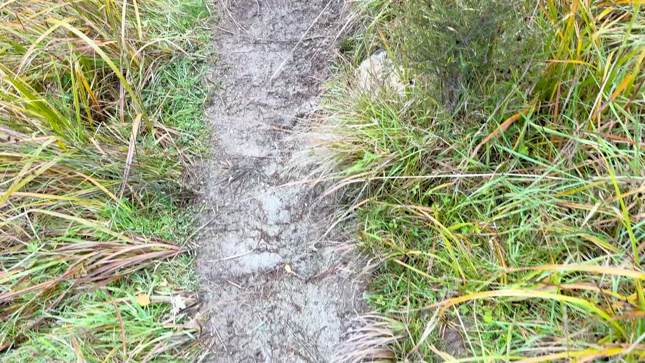 Point-of-view walk on muddy path through grassy terrain, natural daylight, steady forward camera movement
