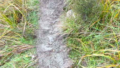 Point-of-view walk on muddy path through grassy terrain, natural daylight, steady forward camera movement