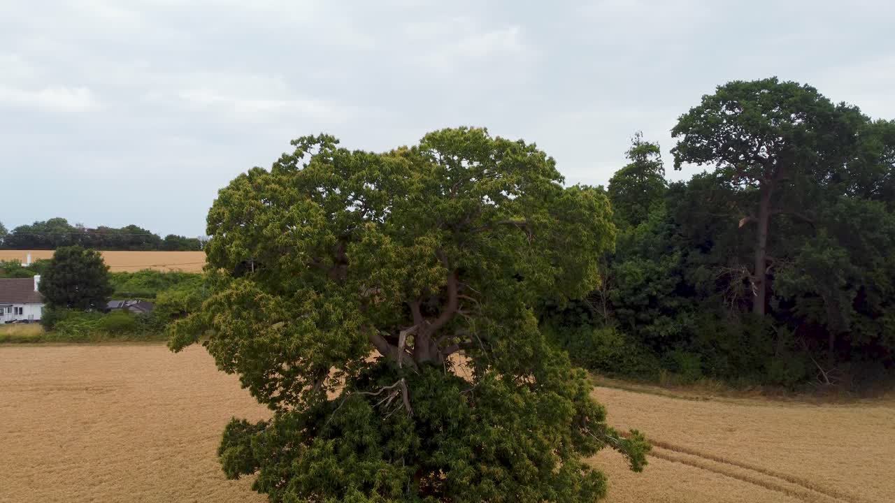 Rising shot of a tree in a wheat field