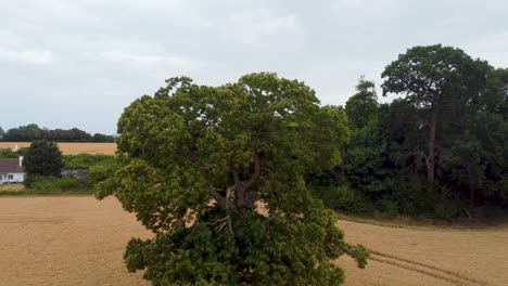 rising shot of a tree in a wheat field