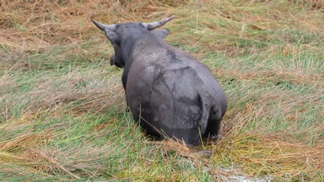 Water-Buffalo,-Bubalus-bubalis,-4K-Footage