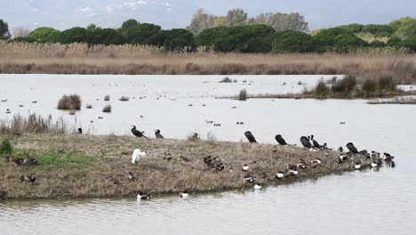 Birds-resting-and-feeding-in-a-spanish-Delta