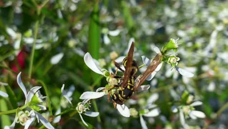 primeros planos de una sola abeja chupando néctar de flores blancas