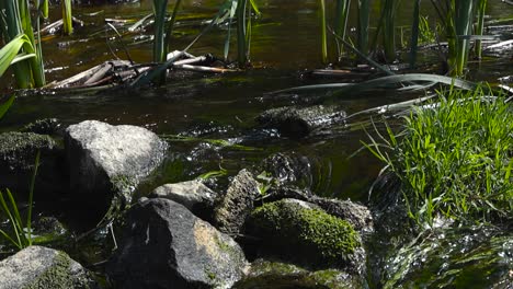 gorgeous closeup or close up view of a narrow and dark colored river or a water stream flowing in slow motion through rocks and pebbles that have green moss. sunny day in countryside area.