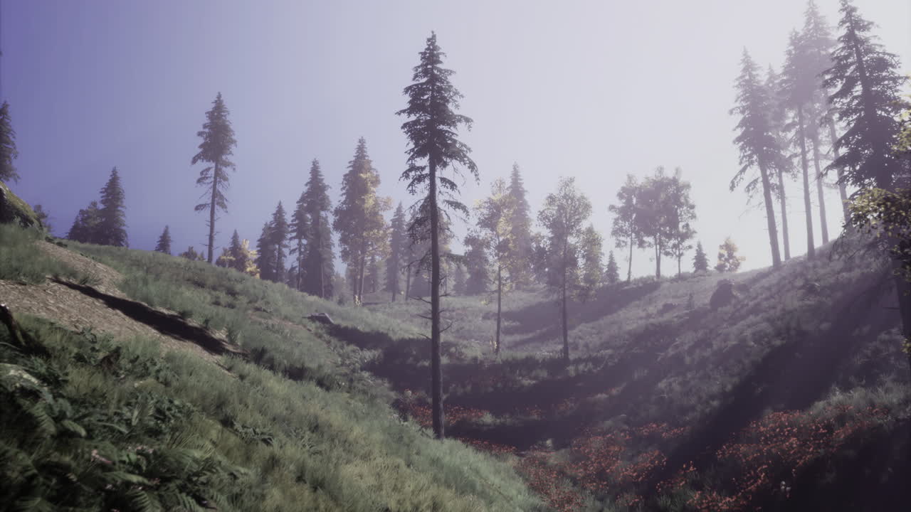 Scenic hillside landscape featuring tall trees and soft morning light