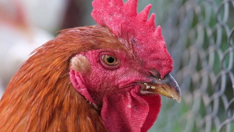 close-up of a rooster's head