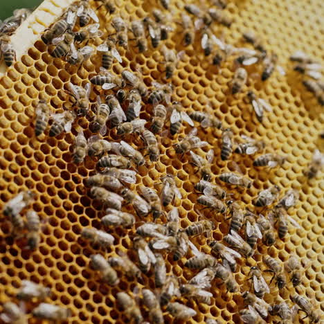 striped bees crawling and humming on a honeycomb with golden hexagons full of healthy and tasty honey. a frame in man's hands with buzzing insects outdoors. close-up