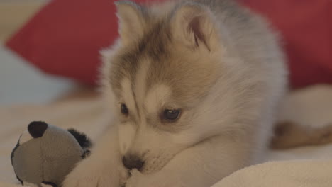 baby dog husky is playing with a plush toy and waiting for its owner to play with it