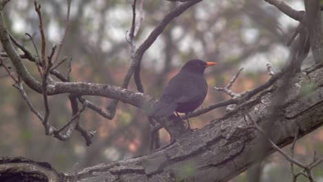 Mittellange-Zeitlupenaufnahme-Einer-Amsel,-Die-Mit-Leicht-Gedrehtem-Rücken-Auf-Einem-Dicken-Ast-Sitzt-Und-Auf-Dem-Ast-Ihren-Kot-Absetzt