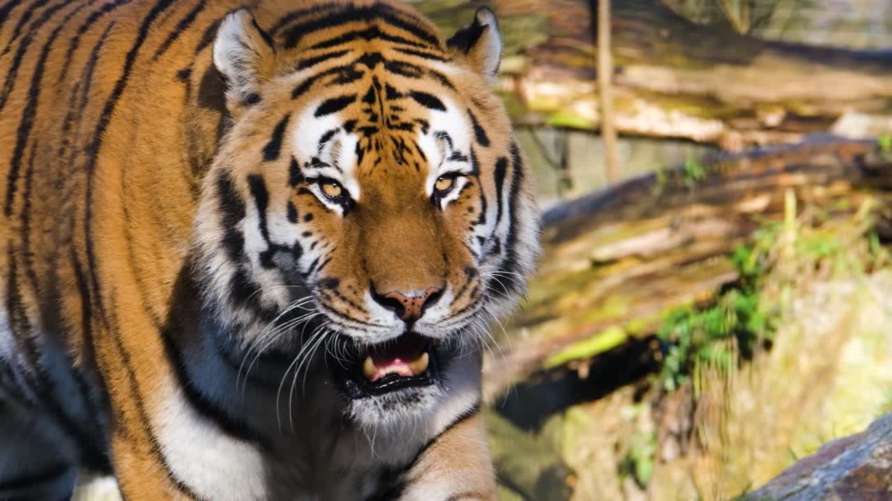 Close-up footage of a majestic tiger walking gracefully, showcasing its vibrant orange coat, bold black stripes, and contrasting white fur around the face and neck