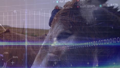 animation of financial data processing over cows in field