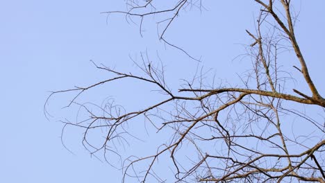 Bare branches of a tree during a hot summer morning in Phu Khiao Wildlife Sanctuary in Thailand