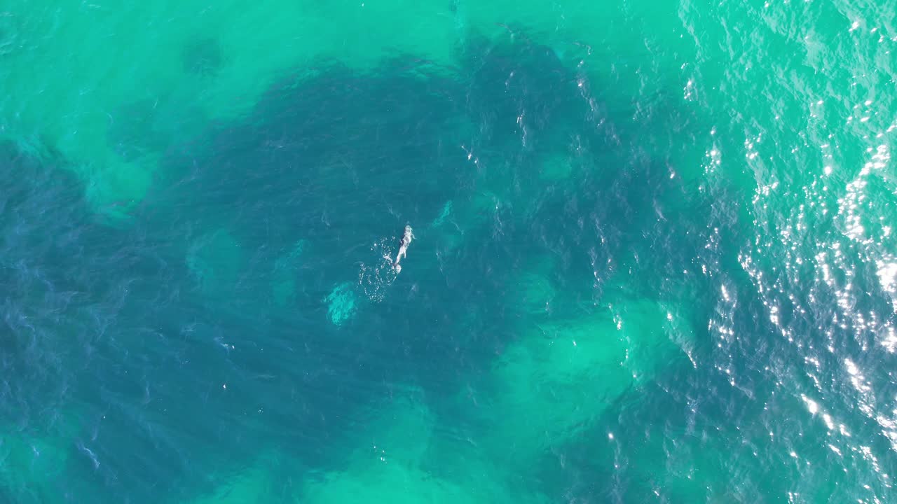 카바리타 해변, 트위드 시어, 보건가르, 북부 강, 뉴 사우스 웨일스, 오스트레일리아의 투르코이즈 물에 다이빙하는 바 ⁇ 어리 돌고래의 위에서 내려다보는 모습