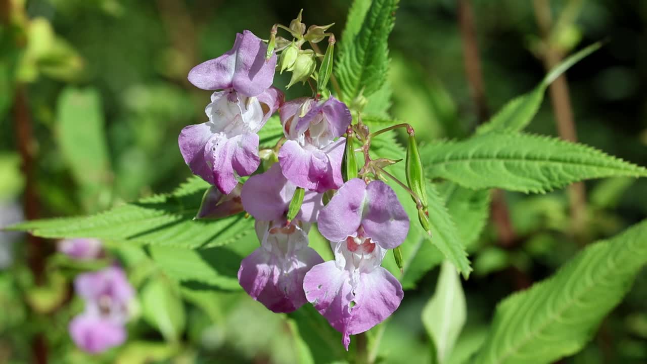 Himalayan or Indian Balsam, Impatiens glandulifera, in flower in late August. England. UK
