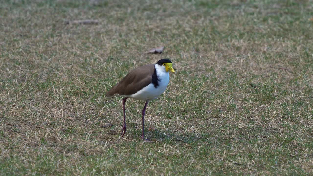 ala de regazo enmascarada, millas de vainilla caminando a través del campo de hierba abierta, buscando y buscando comida en el suelo, foto de cerca de un pájaro costero australiano nativo salvaje