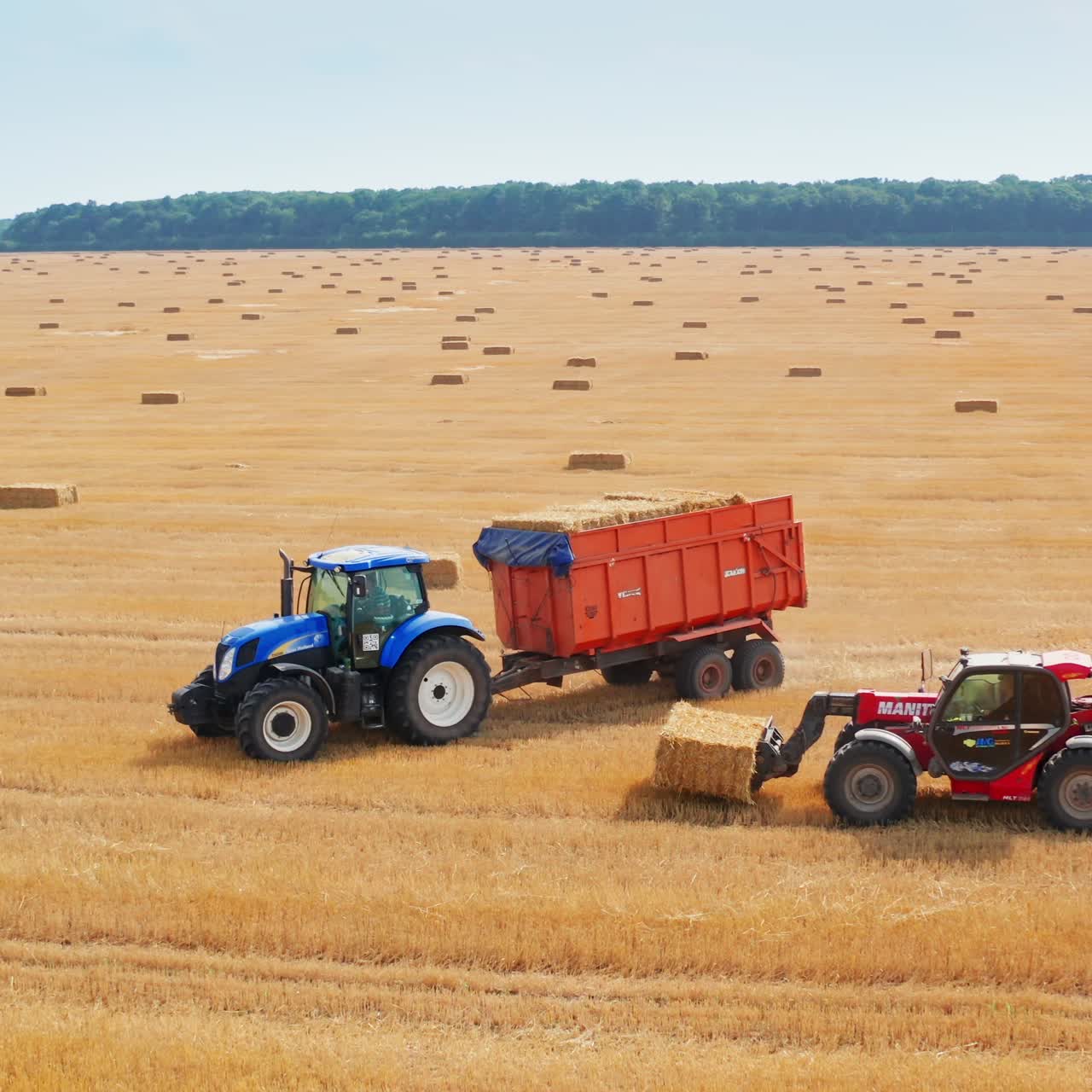 Loaded tractor machine moves along the mowed field. Little loader vehicle follows it to upload the haystack. Beautiful scenery backdrop