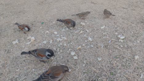 swallows-eating-bread-from-the-grass-during-winter