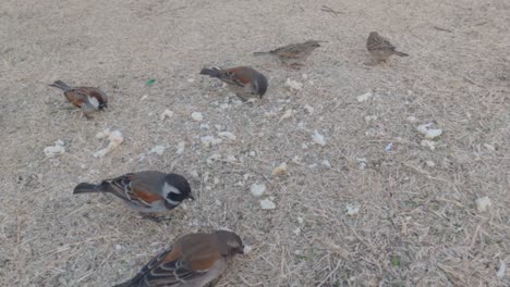 golondrinas comiendo pan de la hierba durante el invierno