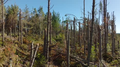 aerial view over pine trees damaged by cyclone