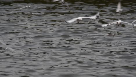 Terns-and-Gulls-Skimming-for-Food-are-migratory-seabirds-to-Thailand,-flying-around-in-circles,-taking-turns-to-skim-for-food-floating-on-the-sea-at-Bangpu-Recreational-Center-wharf