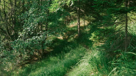 mountain biker in forest trail