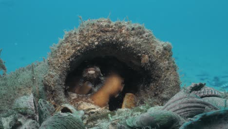 a unique underwater view of small common octopus making its home in a discarded pipe on the ocean floor showing the human impact of marine animals habitat