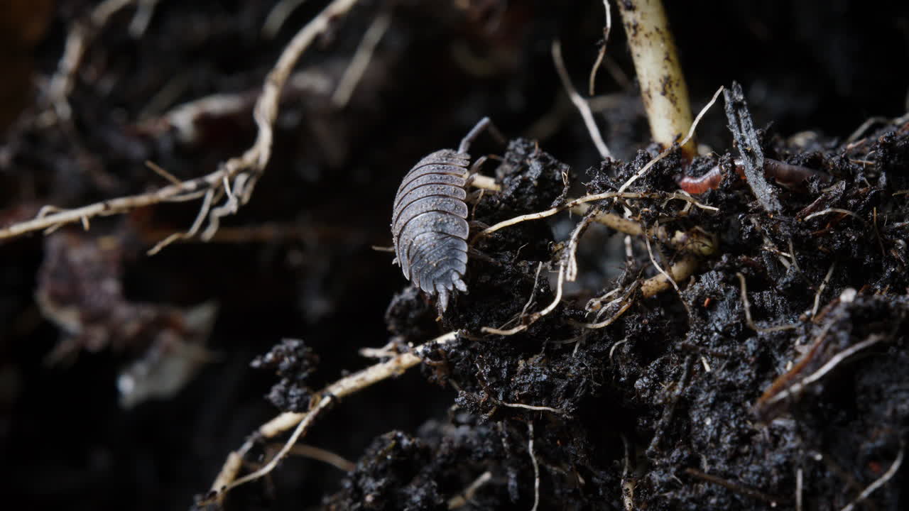 Woodlouse crawling across soil. Common rough woodlouse, Porcellio scaber, macro closeup.