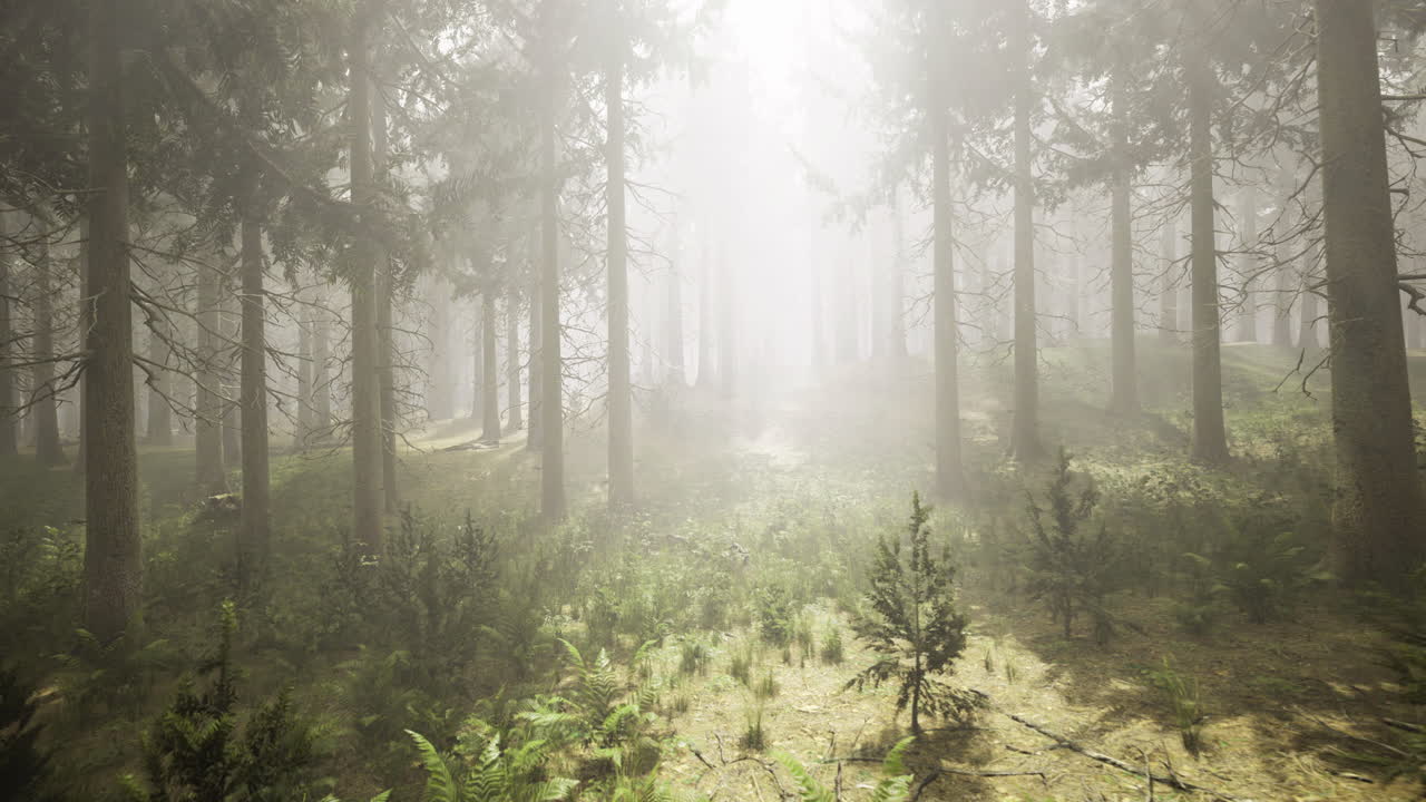 Foggy forest landscape during early morning light revealing natures beauty