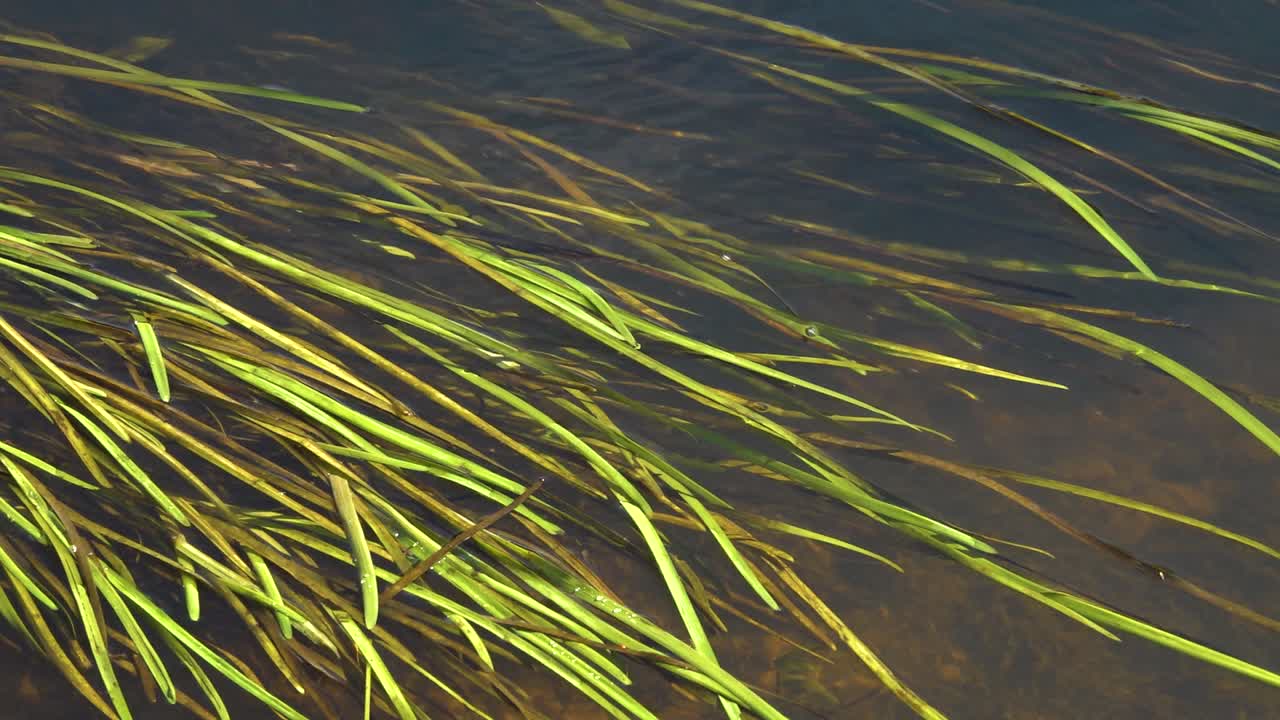 작은 개울이 있는 연어 강-18