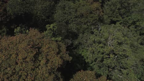 Toma-De-Drones-De-Una-Jungla-Tropical