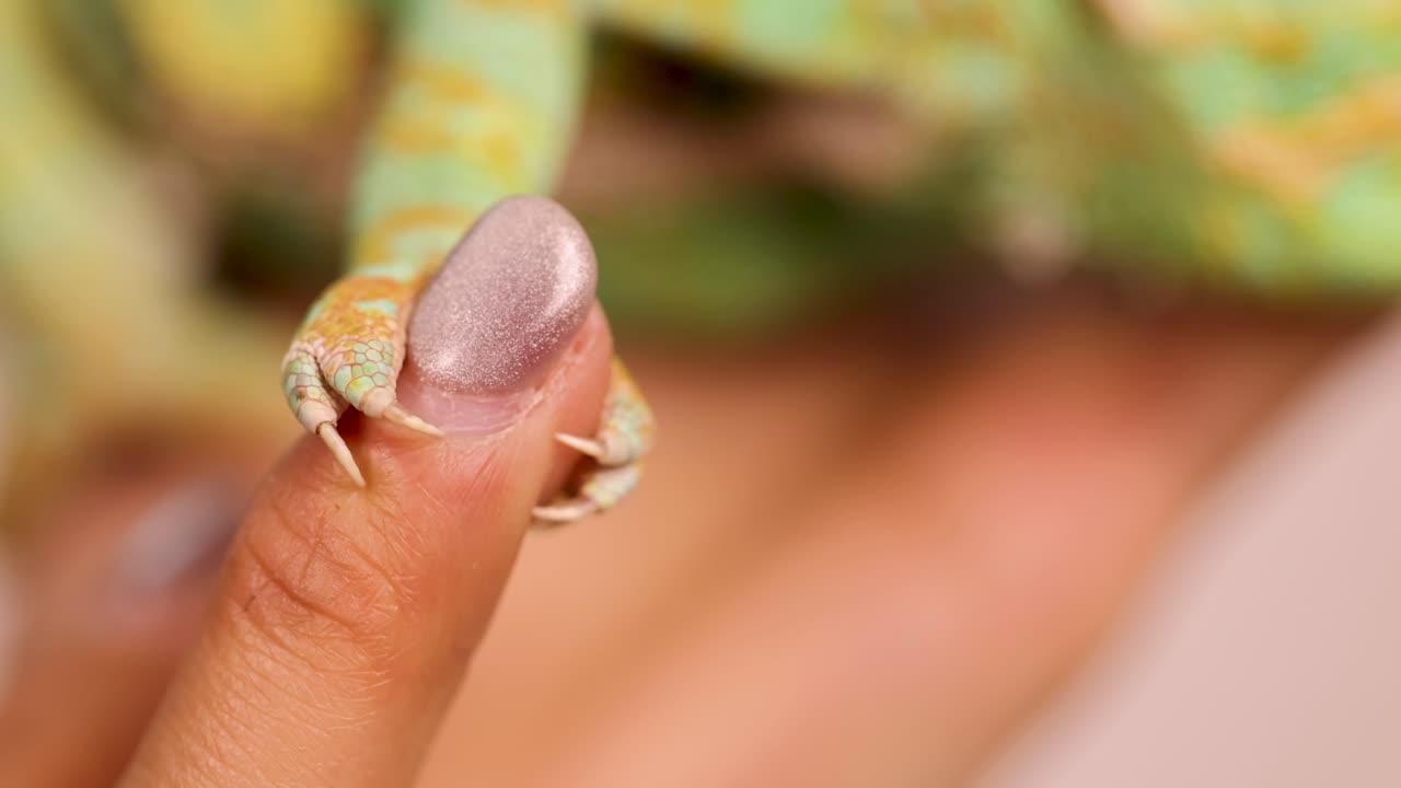 A veiled chameleon gently grasps a person's finger, showcasing its vibrant colors and delicate touch in a close-up shot
