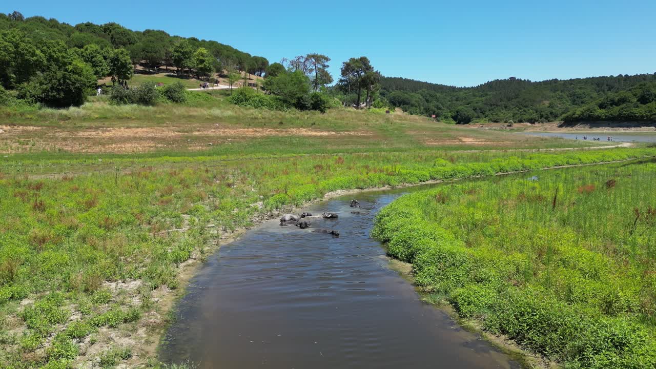 Acercamiento aéreo a búfalos de agua bañándose en un río lodoso.