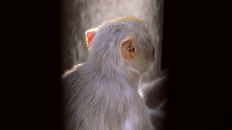 monkey turns to look at camera