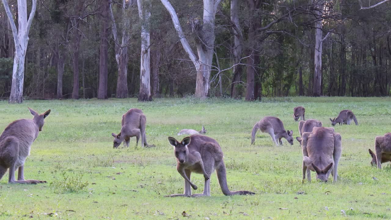 Kangaroos in a field, eating and socializing