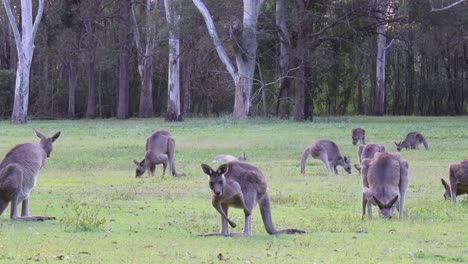 kangaroos in a field, eating and socializing