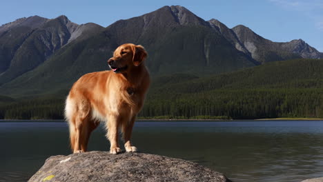 golden retriever in a mountain lake landscape